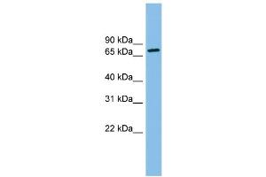 WB Suggested Anti-ODF2 Antibody Titration: 0.