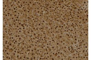 ABIN6273993 at 1/100 staining Rat liver tissue by IHC-P. (BCL6 antibody  (Internal Region))