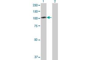 Western Blot analysis of BCAR1 expression in transfected 293T cell line by BCAR1 MaxPab polyclonal antibody.