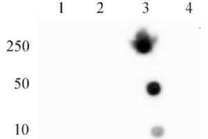 Histone H4 trimethyl Lys20 mAb (Clone 6F8-D9) tested by dot blot analysis. (Histone H4 antibody  (3meLys20))