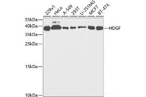 Western blot analysis of extracts of various cell lines using HDGF Polyclonal Antibody at dilution of 1:1000. (HDGF antibody)