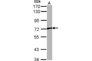 WB Image Sample (30 ug of whole cell lysate) A: NIH-3T3 7. (TRPV2 antibody  (C-Term))
