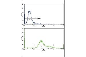 Flow cytometric analysis of hela cells using GS Antibody (C-term)(bottom histogram) coared to a negative control cell (top histogram)FITC-conjugated goat-anti-rabbit secondary antibodies were used for the analysis. (GMP Synthase antibody  (C-Term))