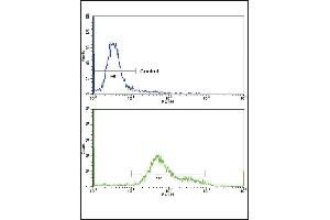 Flow cytometric analysis of hela cells using GS Antibody (C-term)(bottom histogram) coared to a negative control cell (top histogram)FITC-conjugated goat-anti-rabbit secondary antibodies were used for the analysis.