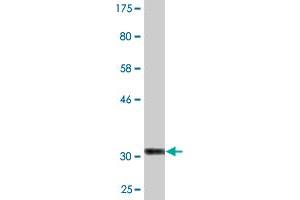 COL25A1 antibody  (AA 57-122)