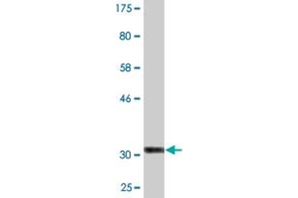 COL25A1 antibody  (AA 57-122)