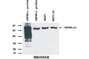Western blotting analysis of Hsp90 alpha and beta protein by antibody MBH90AB to both Hsp90 isoform. (HSP90 alpha/beta antibody  (N-Term))