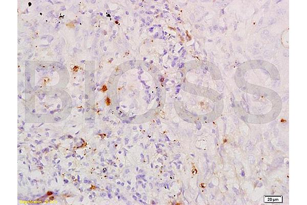 SFTPD antibody  (AA 301-375)