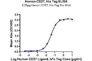 CD27 Protein (AA 21-192) (His tag)
