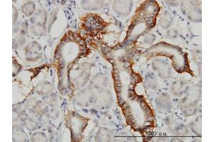 Immunoperoxidase of monoclonal antibody to PCDH1 on formalin-fixed paraffin-embedded human salivary gland.