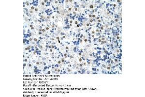 Rabbit Anti-HNRPA0 Antibody  Paraffin Embedded Tissue: Human Liver Cellular Data: Hepatocytes Antibody Concentration: 4.