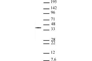 Histone H1 antibody tested by Western Blot. (Histone H1 antibody  (AA 109-256))
