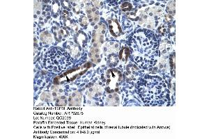 Human kidney (TSFM antibody  (N-Term))