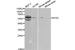 Western blot analysis of extracts of various cell lines, using RIPK2 antibody (ABIN5971333) at 1/1000 dilution. (RIPK2 antibody)