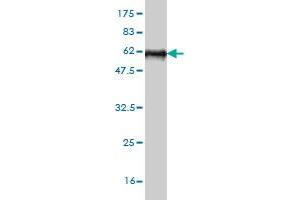 Western Blot detection against Immunogen (58. (Stanniocalcin 2 antibody  (AA 1-302))