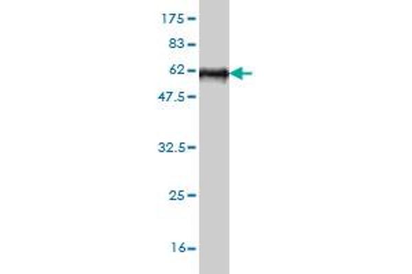 Stanniocalcin 2 antibody  (AA 1-302)