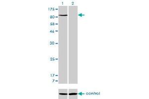 Western blot analysis of NFKB1 over-expressed 293 cell line, cotransfected with NFKB1 Validated Chimera RNAi (Lane 2) or non-transfected control (Lane 1).