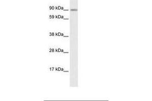 TSHZ3 antibody  (AA 466-515)