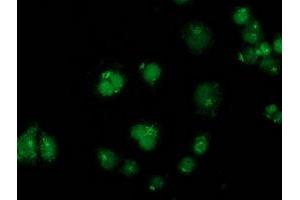 Anti-GPHN mouse monoclonal antibody (ABIN2454074) immunofluorescent staining of COS7 cells transiently transfected by pCMV6-ENTRY GPHN (RC205986). (Gephyrin antibody)