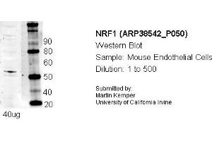 Western Blotting (WB) image for anti-Nuclear Respiratory Factor 1 (NRF1) (N-Term) antibody (ABIN501698) (NRF1 antibody  (N-Term))