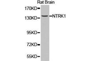 Western Blotting (WB) image for anti-Neurotrophic Tyrosine Kinase, Receptor, Type 1 (NTRK1) antibody (ABIN1873972) (TRKA antibody)