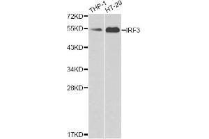 Western blot analysis of extracts of various cell lines, using IRF3 antibody (ABIN4904080) at 1:1000 dilution.