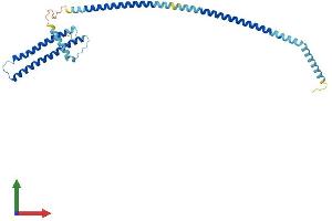AlphaFold protein structure predicition of Human Recombinant LZTFL1 Protein, UniprotID Q9NQ48