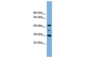 Image no. 1 for anti-Enolase-Phosphatase 1 (ENOPH1) (C-Term) antibody (ABIN6745157) (MASA antibody  (C-Term))