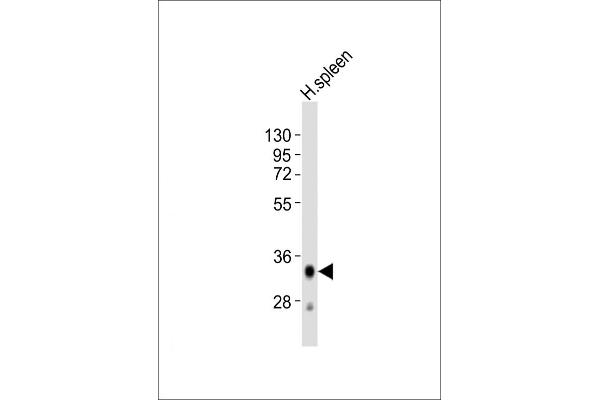 HLA-DQA1 antibody  (C-Term)