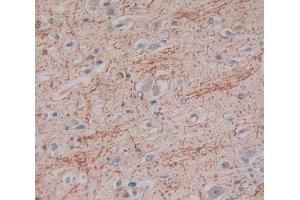 IHC-P analysis of Kidney tissue, with DAB staining. (IFNA2 antibody  (AA 24-192))