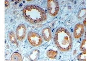(ABIN185307) (4 μg/mL) staining of paraffin embedded Human Kidney. (LRP6 antibody  (AA 1546-1560))