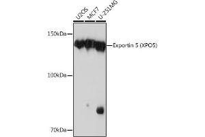 Western blot analysis of extracts of various cell lines, using Exportin 5 (XPO5) (XPO5) Rabbit mAb (ABIN1682763, ABIN3018126, ABIN3018127 and ABIN7101577) at 1:1000 dilution. (XPO5 antibody)