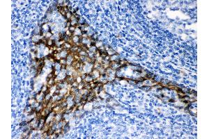 Anti- TRAF2 Picoband antibody, IHC(P) IHC(P): Human Tonsil Tissue (TRAF2 antibody  (C-Term))