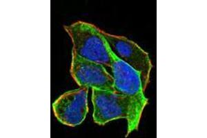 Immunofluorescence analysis of Hela cells using RND3 mouse mAb (green). (RND3 antibody  (AA 104-241))