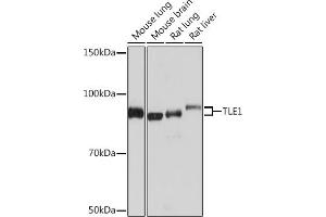 Western blot analysis of extracts of various cell lines, using TLE1 Rabbit mAb (ABIN7270903) at 1:1000 dilution. (TLE1 antibody)