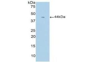 Detection of Recombinant GCSF, Mouse using Polyclonal Antibody to Colony Stimulating Factor 3, Granulocyte (GCSF) (G-CSF antibody  (AA 55-206))