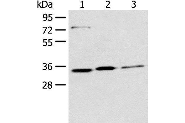 MORF4L2 antibody