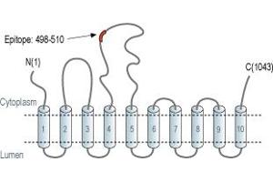 Representative domain view of the target of ABIN7884780.