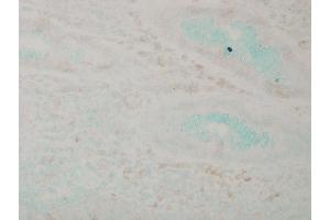 Immunohistochemistry analysis using Mouse Anti-p38 MAPK Monoclonal Antibody, Clone 9F12 .