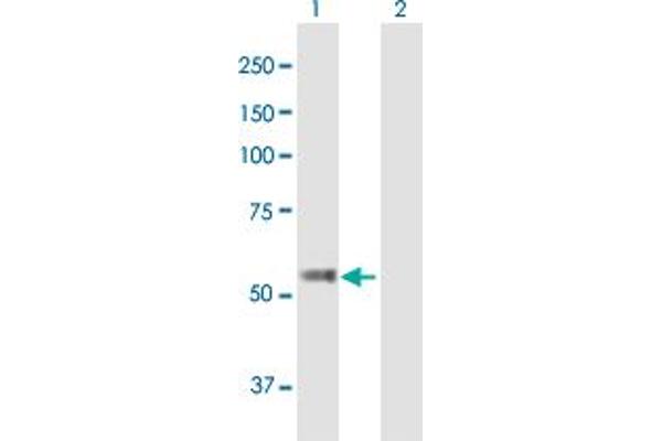 TBC1D19 antibody  (AA 1-526)