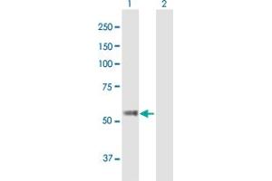 Western Blot analysis of TBC1D19 expression in transfected 293T cell line by TBC1D19 MaxPab polyclonal antibody. (TBC1D19 antibody  (AA 1-526))