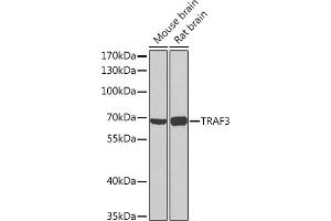 Western blot analysis of extracts of various cell lines, using TR Rabbit pAb (ABIN7270836) at 1:1000 dilution. (TRAF3 antibody  (AA 1-100))