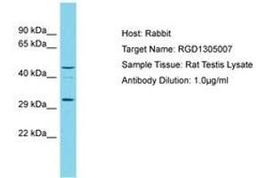 Image no. 1 for anti-2-Oxoglutarate and Iron-Dependent Oxygenase Domain Containing 3 (OGFOD3) (AA 95-144) antibody (ABIN6750323) (OGFOD3 antibody  (AA 95-144))