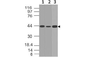 Image no. 1 for anti-Interleukin 17 Receptor E (IL17RE) (AA 50-268) antibody (ABIN5027273) (IL17RE antibody  (AA 50-268))
