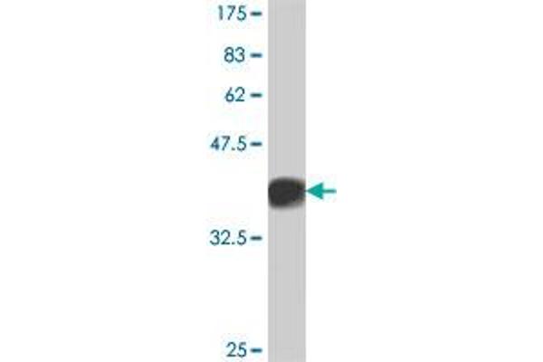 RGS16 antibody  (AA 90-179)