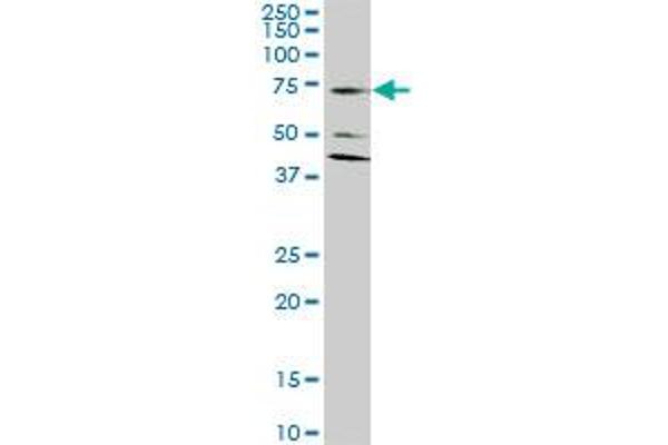 SLC1A2 Antikörper  (AA 160-239)