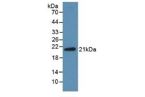 Detection of Recombinant Midkine, Human using Monoclonal Antibody to Midkine (MK) (Midkine antibody  (AA 22-143))
