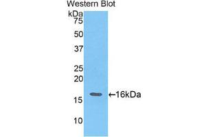 Western Blotting (WB) image for anti-Angiogenin (ANG) (AA 25-145) antibody (ABIN1857983) (ANG antibody  (AA 25-145))