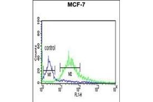 LXN Antibody (ABIN6242431 and ABIN6579060) flow cytometric analysis of MCF-7 cells (right histogram) compared to a negative control cell (left histogram). (Latexin antibody)