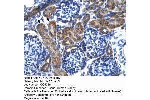 Human kidney (KCNQ2 antibody  (Middle Region))